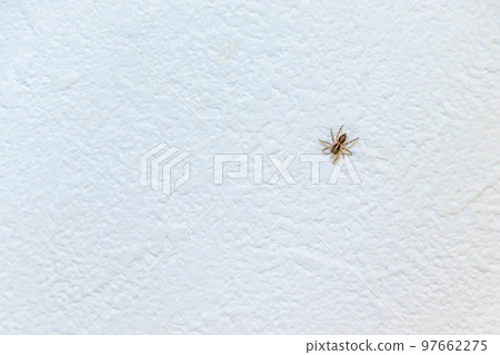 A small black spider clinging to a white wall A small black spider clinging to a white wall 97662275
