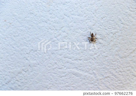 black spider on white wall black spider on white wall 97662276