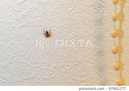 A small black spider clinging to a white wall A small black spider clinging to a white wall 97662277