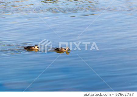 兩隻鴨子在水面上移動 97662787