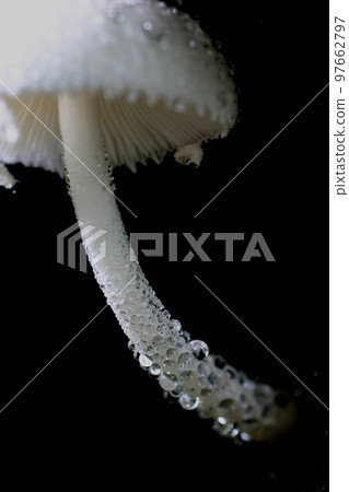 帶水滴的白蘑菇 97662797