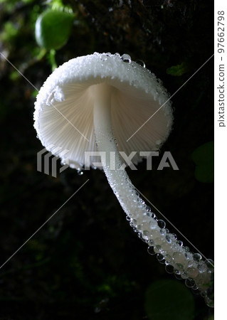 帶水滴的白蘑菇 帶水滴的白蘑菇 97662798