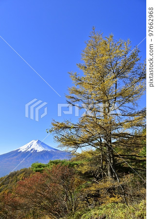 Mt.Mt.Mt.Fuji 和日本落葉松樹在秋天的顏色 Mt.Mt.Mt.Fuji 和日本落葉松樹在秋天的顏色 97662968