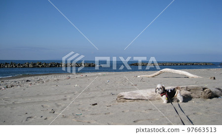 Driftwood and dog on the beach Driftwood and dog on the beach 97663513