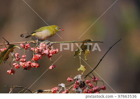 White-eye eating Mayumi fruit White-eye eating Mayumi fruit 97663536