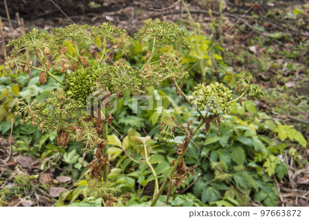 Ashitaba in winter with seeds/Apiaceae 97663872