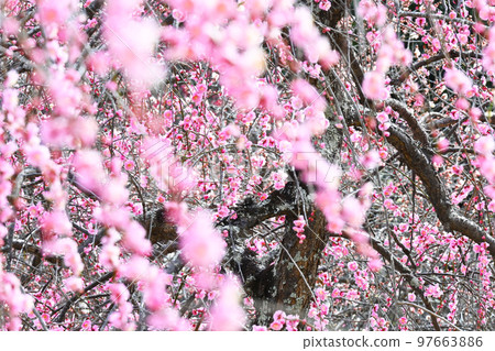 梅林公園梅花 梅林公園梅花 97663886