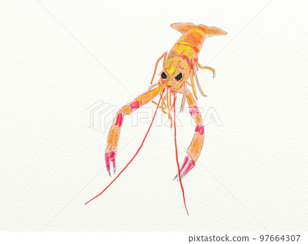Large collection of crustaceans from Japan and the world 97664307