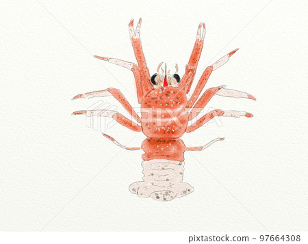 Large collection of crustaceans from Japan and the world 97664308