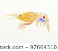 Large collection of crustaceans from Japan and the world 97664310
