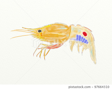 Large collection of crustaceans from Japan and the world 97664310