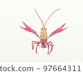 Large collection of crustaceans from Japan and the world 97664311