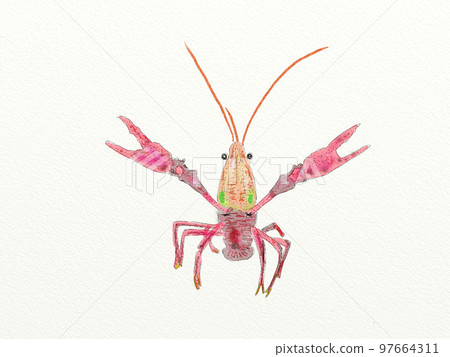 Large collection of crustaceans from Japan and the world 97664311