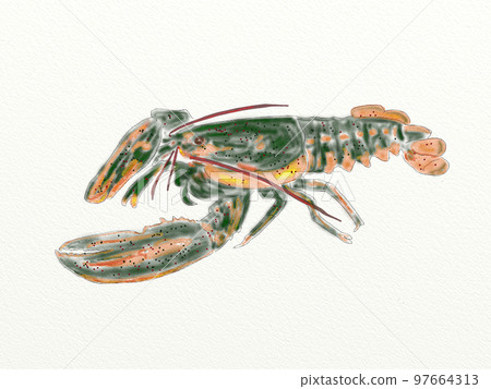 Large collection of crustaceans from Japan and the world 97664313