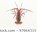 Large collection of crustaceans from Japan and the world 97664315