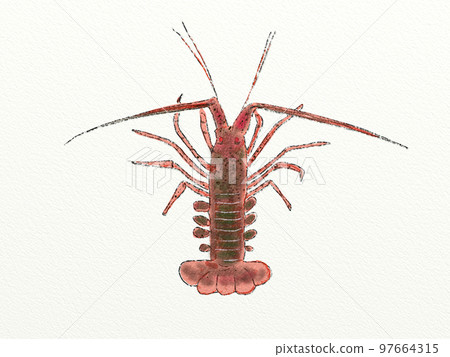 Large collection of crustaceans from Japan and the world 97664315