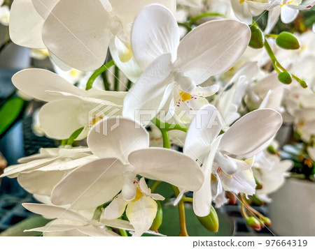 Interior Art ~ Phalaenopsis ~ 97664319