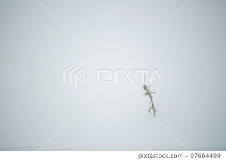 Frozen, natural beauty 97664499