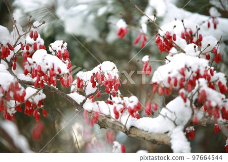 Frozen, natural beauty 97664544