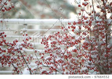 Frozen, natural beauty 97664552