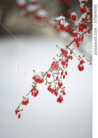 winter landscape, winter wonderland 97664698