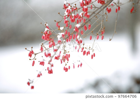 winter landscape, winter wonderland 97664706