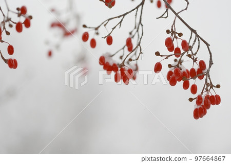 winter snow scene 97664867