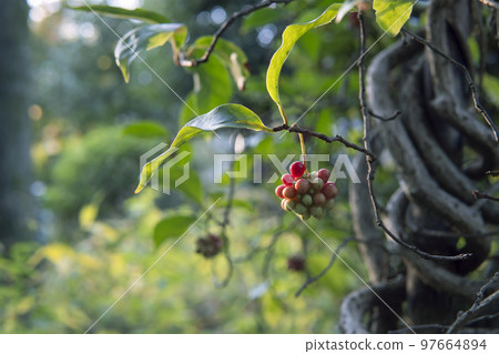 已經開始變紅的sanekazura的果實 97664894