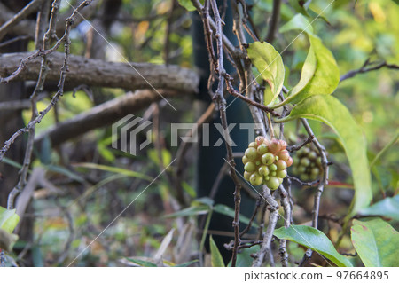 sanekazura 的漿果開始變色/仙女科 sanekazura 的漿果開始變色/仙女科 97664895