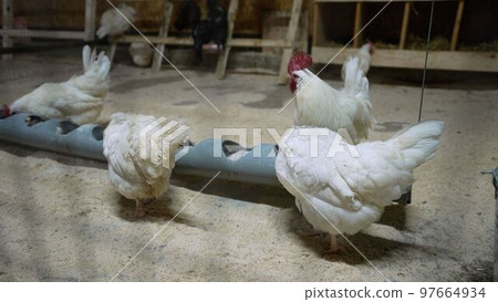 Chickens of different breeds on the poultry yard. Young chickens and roosters standing behind a fence on the farm. Poultry of different colors walk in large numbers indoors. Chicken coop with Chickens of different breeds on the poultry yard. Young chickens and roosters standing behind a fence on the farm. Poultry of different colors walk in large numbers indoors. Chicken coop with 97664934