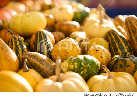 Colorful pumpkins assortment on the autumn season market. 97665198