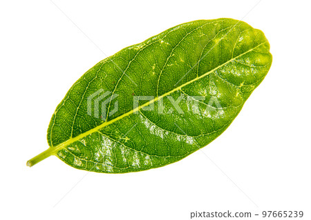 剪紙材料明亮的花束葉子 剪紙材料明亮的花束葉子 97665239