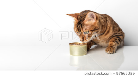Bengal cat with a can of canned food on a white background. Bengal cat with a can of canned food on a white background. 97665389