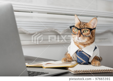 Charming cat in glasses working with a laptop. 97665391