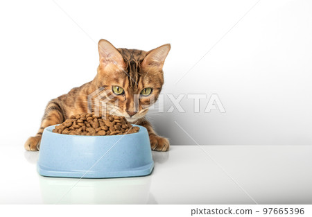 Hungry cat near bowl with dry cat food isolated on white background. Hungry cat near bowl with dry cat food isolated on white background. 97665396