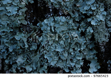 Prunus moss covering a tree trunk 97665423