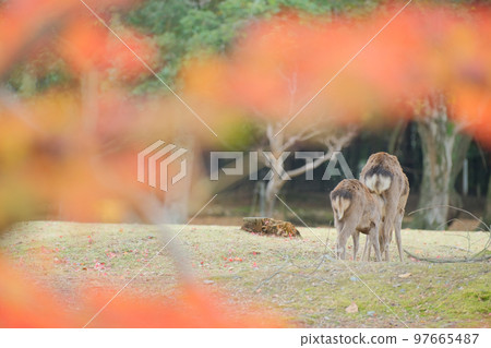 奈良公園秋葉鹿 97665487