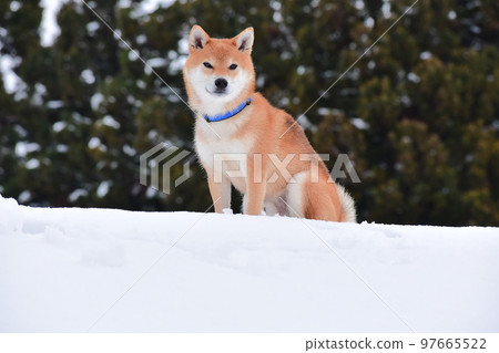 Shiba Inu 97665522