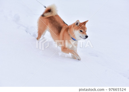 Shiba Inu 97665524