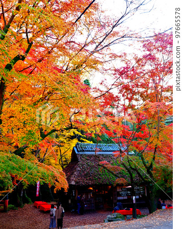 Nara Park, Kasugano Maple Village, Mizutani Chaya Autumn Leaves 97665578