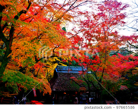 Nara Park, Kasugano Maple Village, Mizutani Chaya Autumn Leaves Nara Park, Kasugano Maple Village, Mizutani Chaya Autumn Leaves 97665586