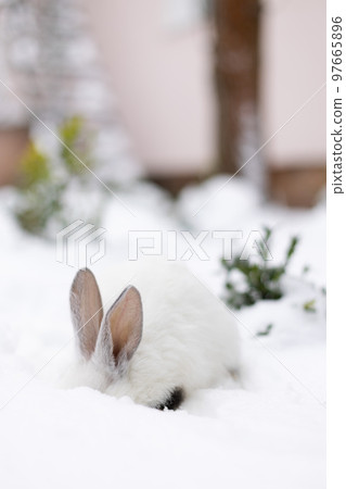 White rabbit walking outside and searching for food under the snow. 97665896