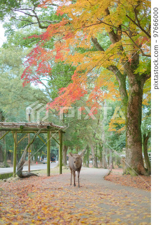 奈良公園鹿和秋天的落葉 奈良公園鹿和秋天的落葉 97666000