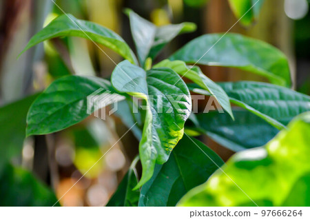 Persea americana Mill or Avocado, Lauraceae or Persea gratissima Persea americana Mill or Avocado, Lauraceae or Persea gratissima 97666264