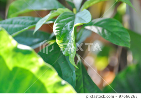 Persea americana Mill or Avocado, Lauraceae or Persea gratissima 97666265