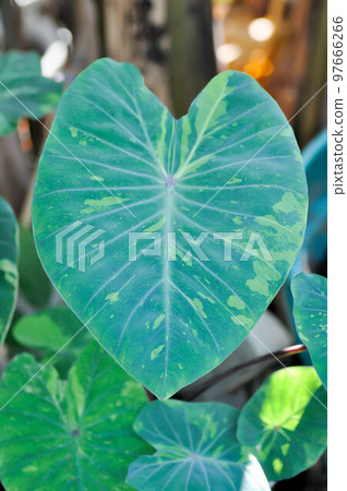 Colocasia esculenta, Lemon Lime Gecko or Colocasia Colocasia esculenta, Lemon Lime Gecko or Colocasia 97666266
