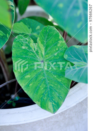 Colocasia esculenta, Lemon Lime Gecko or Colocasia Colocasia esculenta, Lemon Lime Gecko or Colocasia 97666267