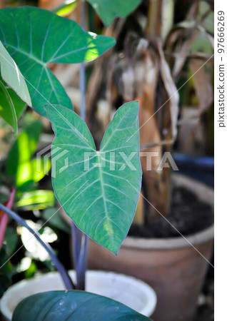 xanthosoma sagittifolium, malanga or xanthosoma or Colocasia 97666269