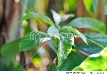Persea americana Mill or Avocado, Lauraceae or Persea gratissima Persea americana Mill or Avocado, Lauraceae or Persea gratissima 97666271