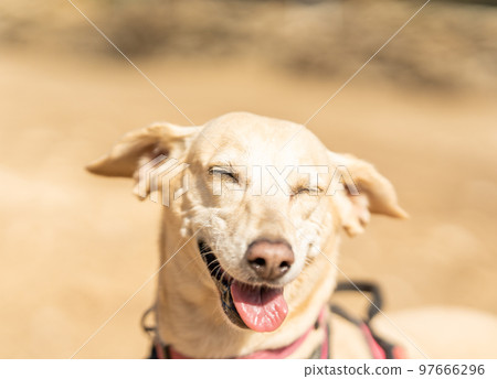 Podengo and labrador mongrel dog laughing in a park 97666296